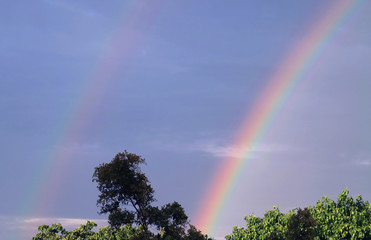Double rainbows over the tree tops in the afternoon sunlight 