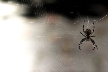 Spidie