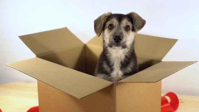 Little puppy dog sits in a postage box with red ribbon.