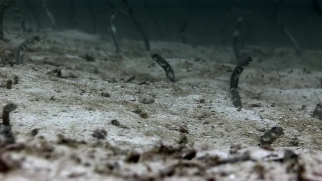 Conger sea eel underwater on seabed in Galapagos. Relax video. Marine life in ocean.