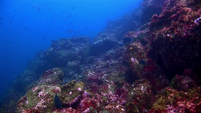 Sea bottom underwater of turquoise lagoon on Galapagos. Relax macro video.