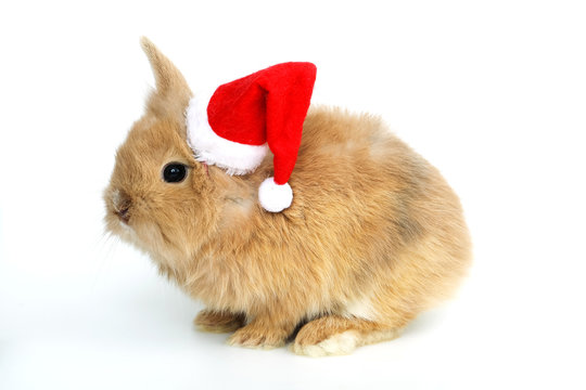 Baby Rabbit With A Christmas Hat