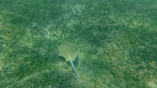 The stingray floats on the bottom of the sea. Red sea. Marsa Alam

