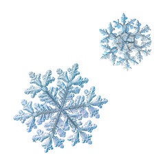 Two snowflakes isolated on white background. Macro photo of real snow crystals with fine hexagonal symmetry, glossy, relief surface, long elegant arms with side branches and complex, ornate shapes.