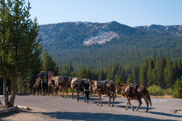 Yosemite National Park