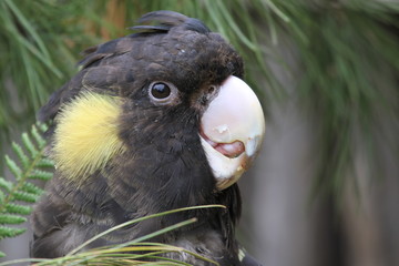 Closeup of black cockatoo