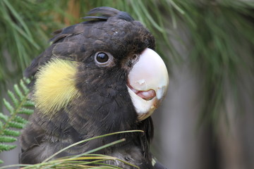 Closeup of black cockatoo © Maik Boenig