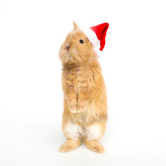 Baby rabbit with a christmas hat