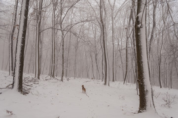 dogs enjoying first snow in nature, pair of dogs in white forest, winter days