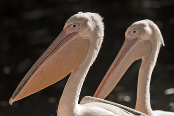 Rosapelikan im Abendlicht