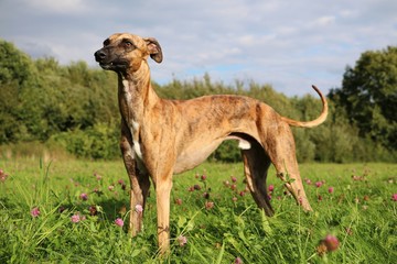 portrait eines gestomten whippets im park