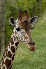 African Giraffe