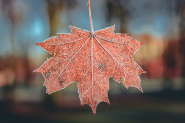 Colorful leaf covered in frost in late Autumn in Latvia. Sunny and cold morning with mild sunlight covering the land.