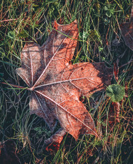 Colorful leaf covered in frost in late Autumn in Latvia. Sunny and cold morning with mild sunlight covering the land.