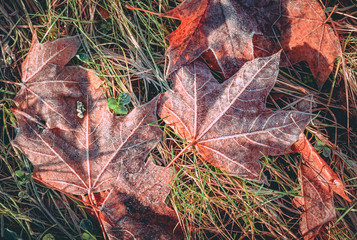 Colorful leaf covered in frost in late Autumn in Latvia. Sunny and cold morning with mild sunlight covering the land.