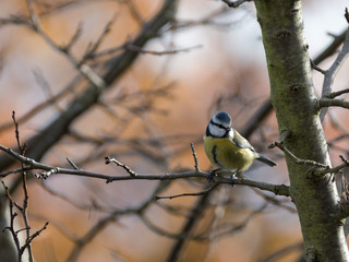 Mésange bleue sur une branche © julien leiv