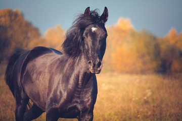 Portrait of the black Arabian horse runs on the yellow trees and blue sky background