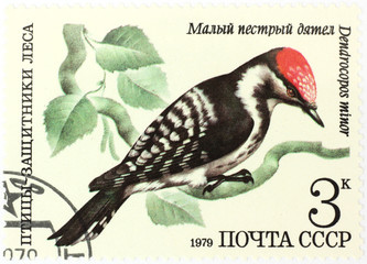 Dendrocopos minor - lesser spotted woodpecker - old Russian stamp