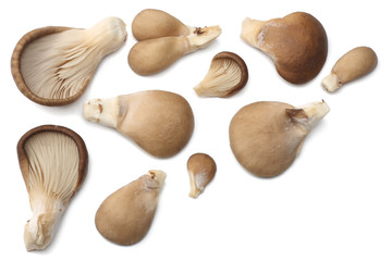 Oyster mushrooms isolated on white background. top view