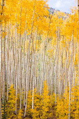 aspen