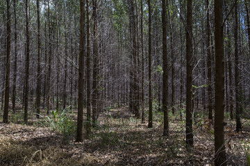 Eucalyptus forest in Sao Paulo State - Brazil. Plants for paper industry