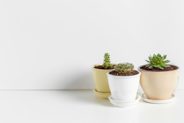 Small succulent plants in pots in home interior