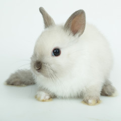 Cute white baby bunny rabbit