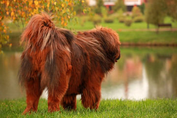 Tibetan Mastiff dog autumn street Moscow
