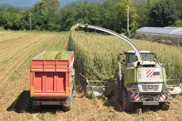 Crushing and maceration of wheat to make bio gas in the Brescia countryside 07