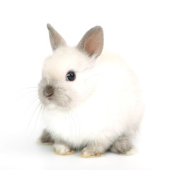 Cute white baby bunny rabbit