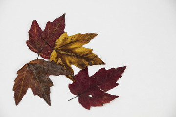 Fall leafs on white background