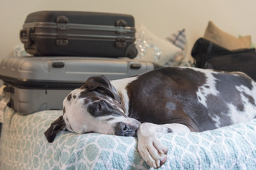 Travel fatigue, sleeping great dane pet dog on bed with luggage