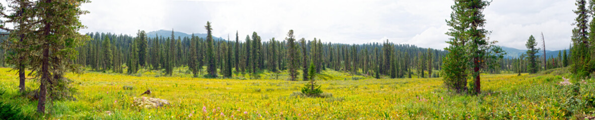 Siberian forest. West Sayan mountains