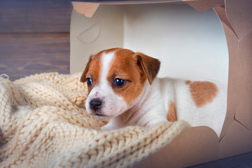 Funny puppy Jack Russell Terrier sitting on a blanket in a box on wooden background