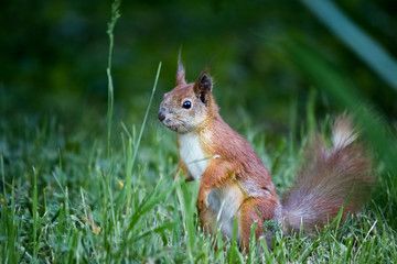 red squirrel closeup in the grass in nature