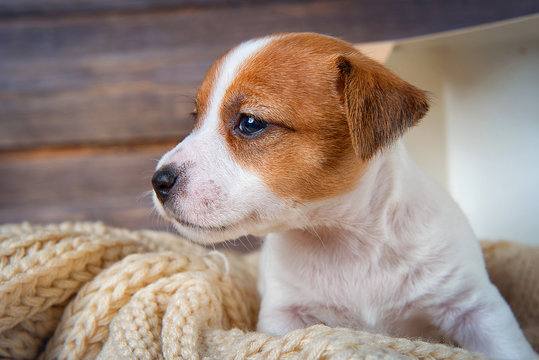 Funny puppy Jack Russell Terrier sitting on a blanket in a box and looking to the side on wooden background close-up