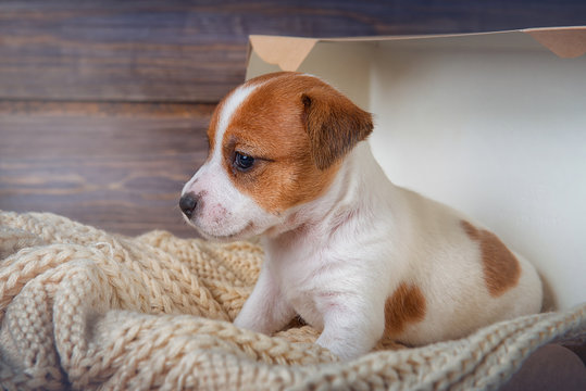 Funny puppy Jack Russell Terrier sitting on a blanket in a box and looking to the side on wooden background