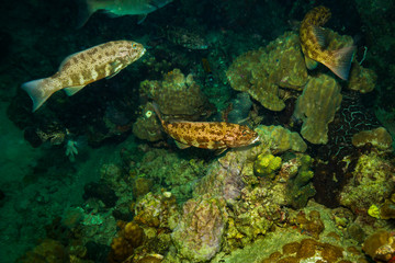 Fototapeta na wymiar Malabar grouper