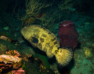Malabar grouper