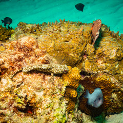 Malabar grouper