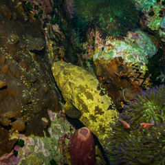 Malabar grouper