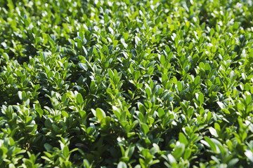 Green glossy bush leafs under summer shiny sun. Selective focus.