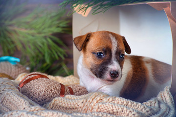 Cute puppy Jack Russell Terrier on a blanket in a box on the background of Christmas decorations
