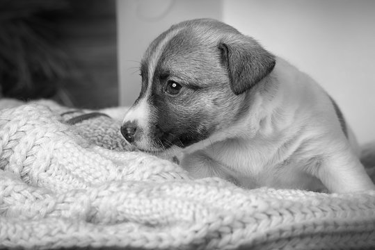 Funny puppy Jack Russell Terrier sitting on a blanket in a box and looking to the side on wooden background close-up black and white image