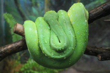 Fototapeta premium Green tree python zoology