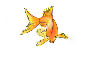 It is colour illustration of fish. It is water colour painting suite into the child books or others objects.