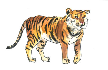 This is watercolour painting of wild tiger. It is illustration suite into the child books.