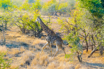giraffe in the Kruger Park South Africa