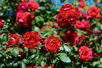 red rose bush in the garden
