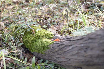 Mossy tree